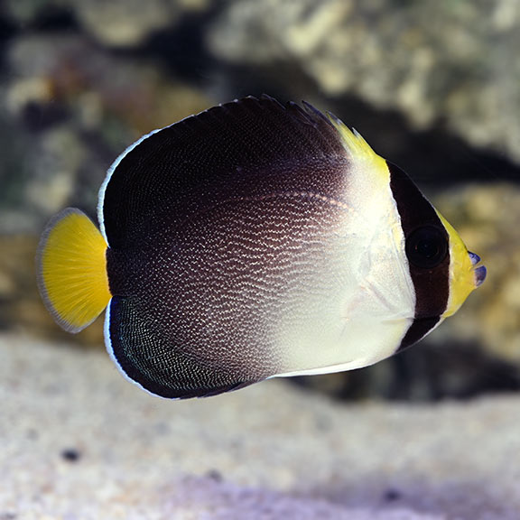 Singapore Angelfish - Chaetodontoplus mesoleucus