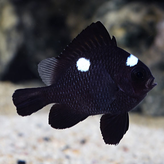 Domino Damselfish - Dascyllus trimaculatus