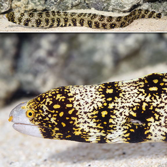 Snowflake Eel - Echidna Nebulosa