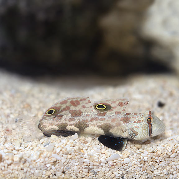 Two Spot Goby - Signigobius biocellatus