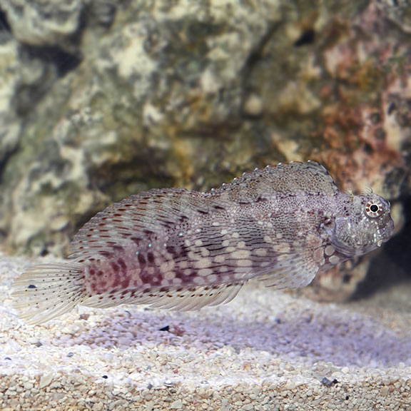 Lawnmower Blenny - Salarias fasciatus