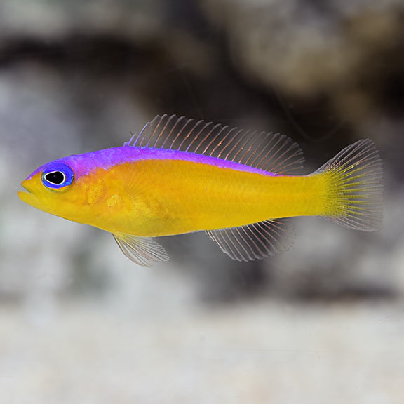 Purple Stripe Dottyback - Pseudochromis diadema