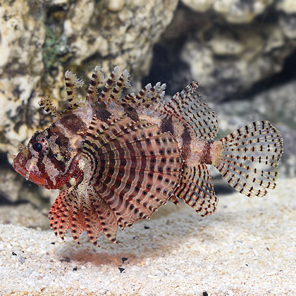 Fuzzy Dwarf Lionfish - Dendrochirus brachypterus