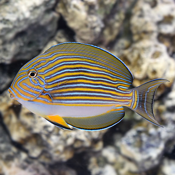 Clown Tang - Acanthurus lineatus