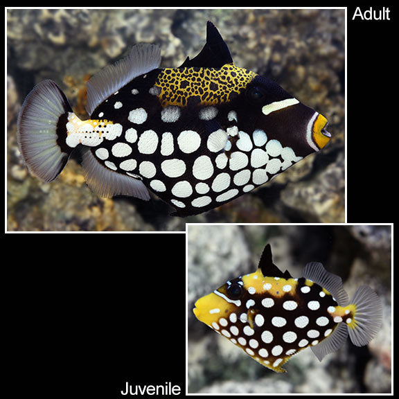 Clown Triggerfish - Balistoides conspicillum