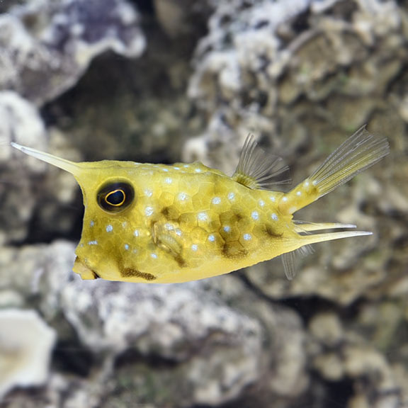 Longhorn Cowfish - Lactoria cornuta