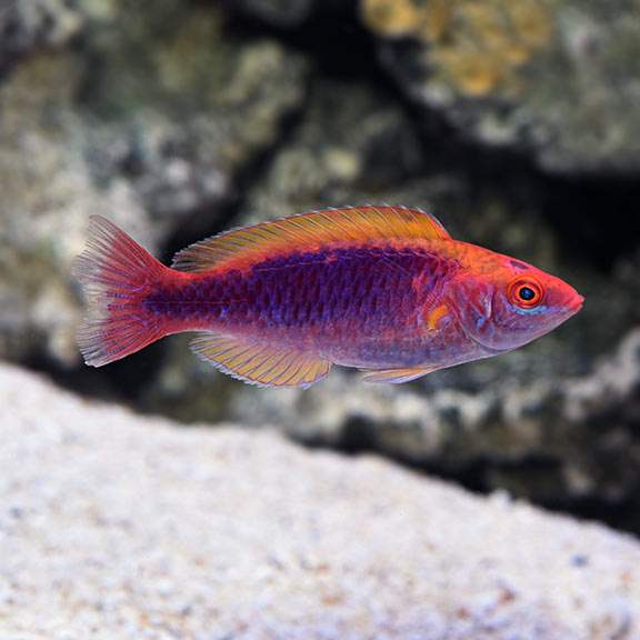 Multicolor Lubbock's Fairy Wrasse - Cirrhilabrus lubbocki