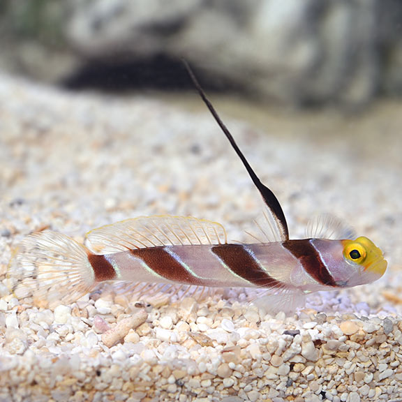 Hi Fin Red Banded Goby - Stonogobiops nematodes