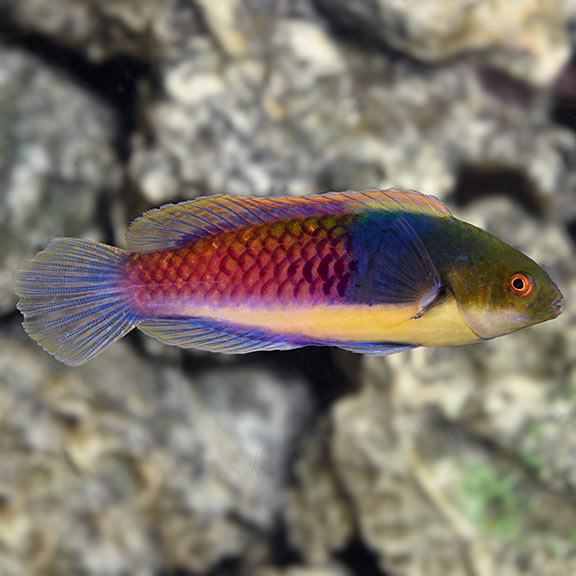 Blueside Fairy Wrasse - Cirrhilabrus cyanopleura