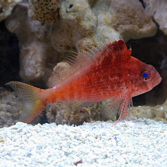 Swallowtail Hawkfish - Cyprinocirrhites polyactis