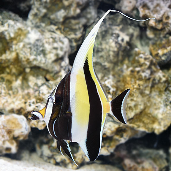 Moorish Idol - Zanclus cornutus