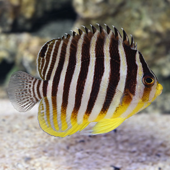 Multibar Angelfish - Centropyge multifasciatus