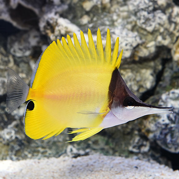 Yellow Longnose Butterflyfish - Forcipiger flavissimus