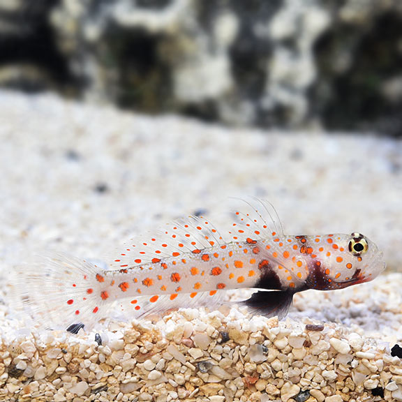 Orange Spotted Goby - Amblyeleotris guttata