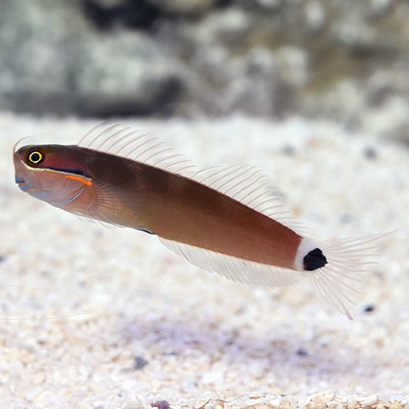 Tailspot Blenny - Escenius stigmatura