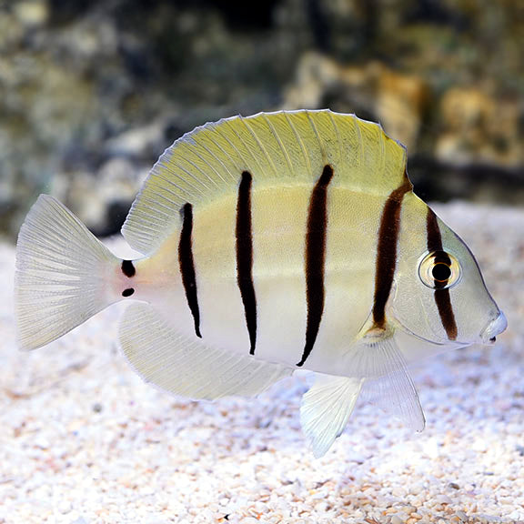 Convict Tang - Acanthurus triostegus