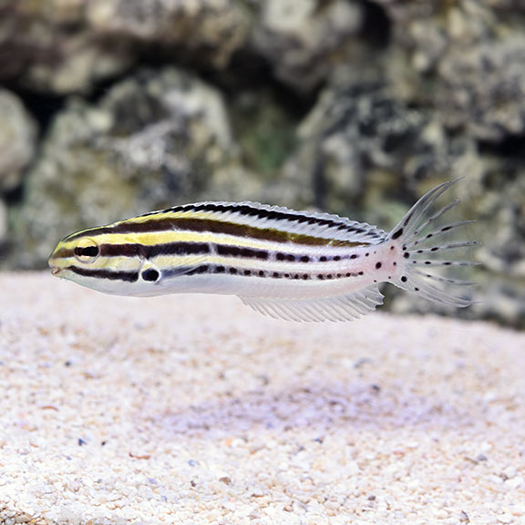 Striped Blenny  (Meiacanthus grammistes)