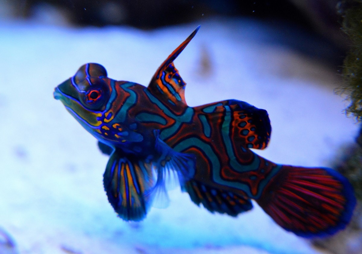 Green Mandarin Fish - Synchiropus splendidus