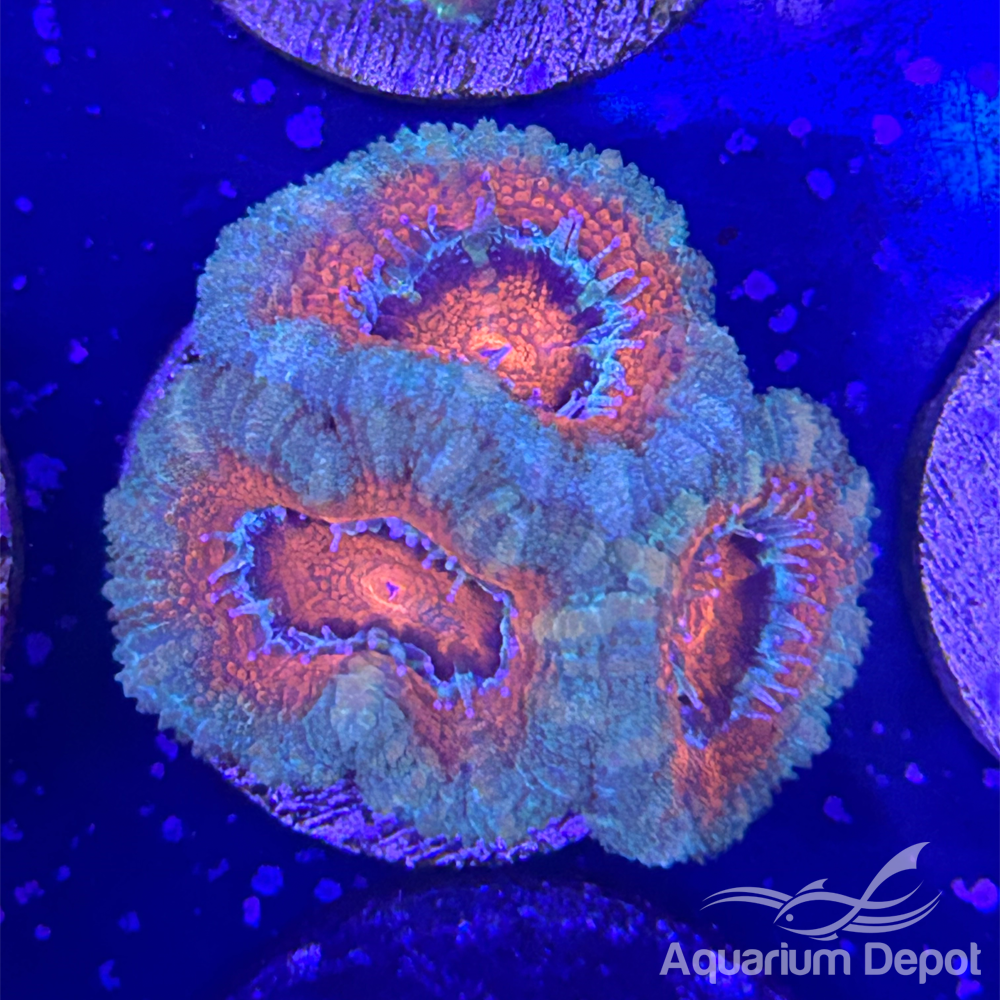 Orange Green Acan Frag (Micromussa lordhowensis)