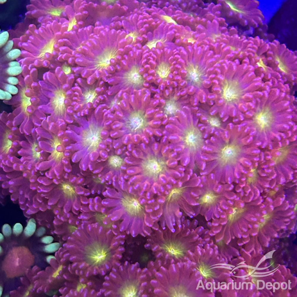 Pink Yellow Center Short Tentacle Goniopora Frag