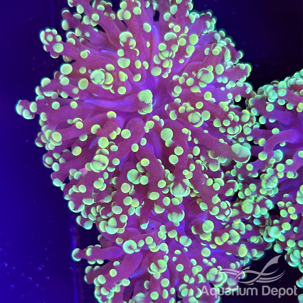 Purple Green Tip Frogspawn Frag (Euphyllia divisa)