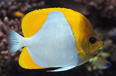 Pyramid Butterflyfish - Hemitaurichthys polylepis