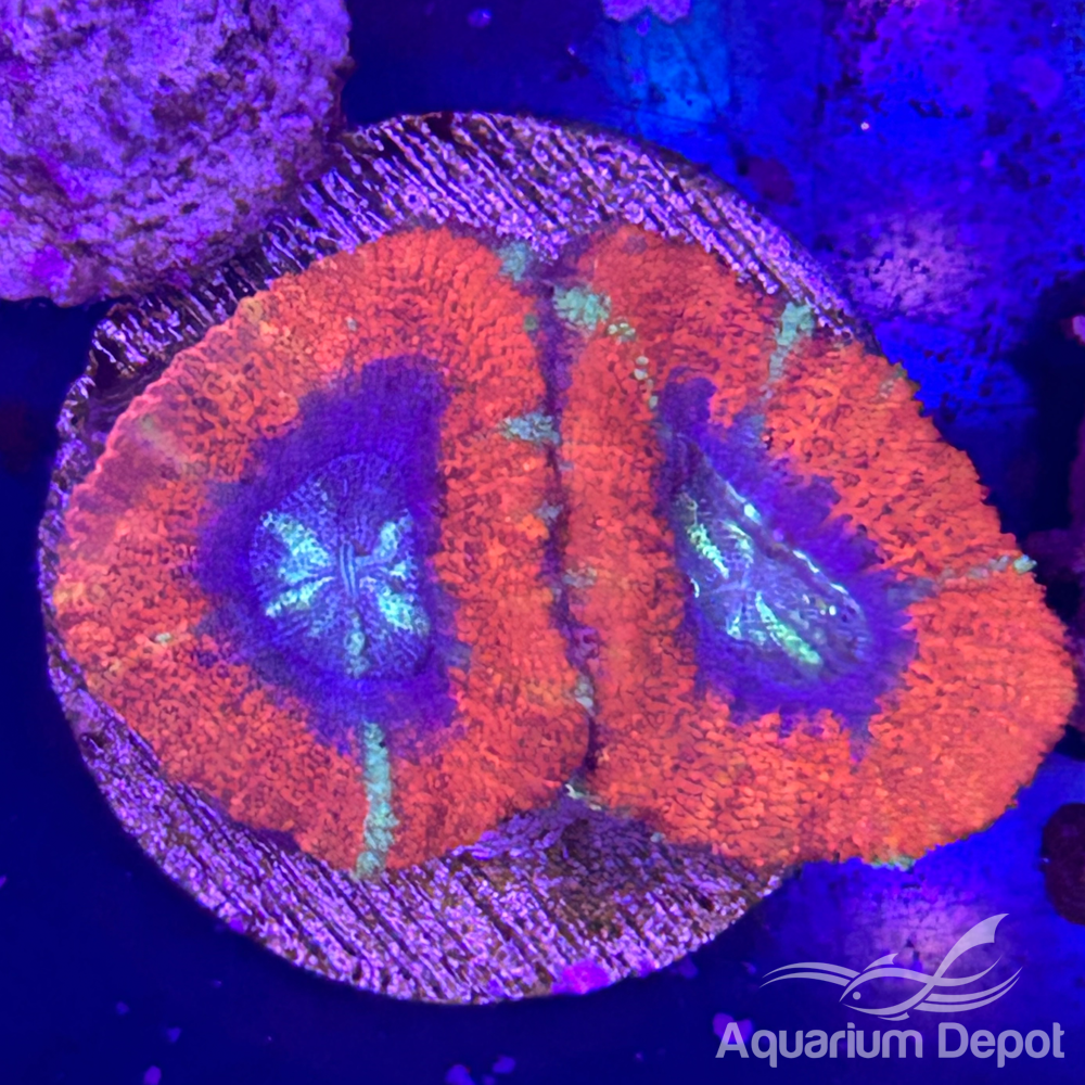 Red Green Streak Acan Frag (Micromussa lordhowensis)