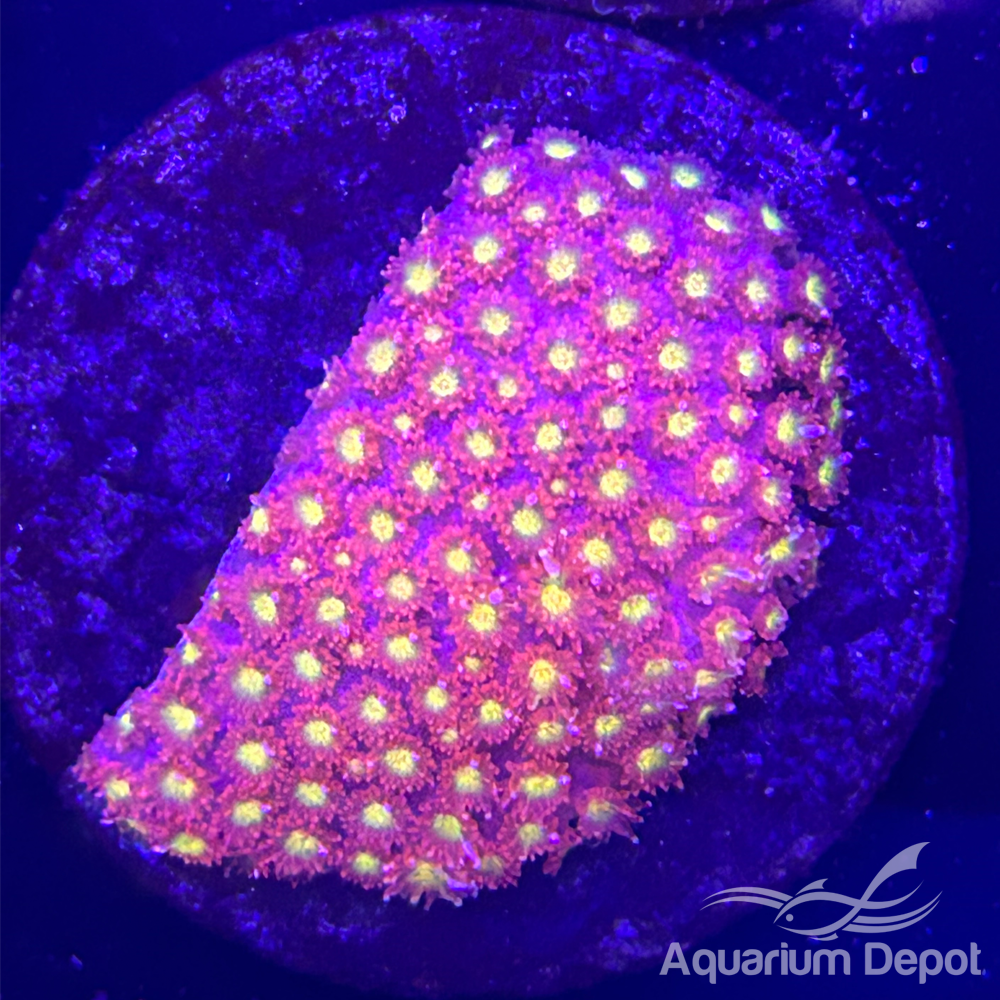 Red Short Tentacle Goniopora Frag