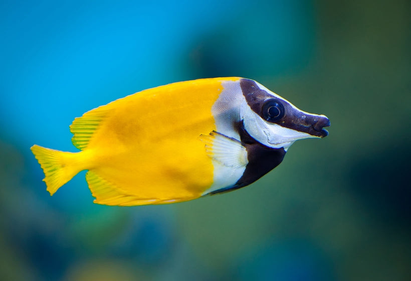 Foxface clearance fish care