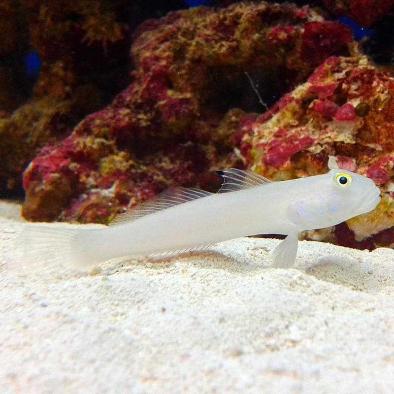 Sleeper Blue Dot Goby - Valenciennea sexguttata