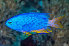 Neon Blue Damselfish - Pomacentrus coelestis