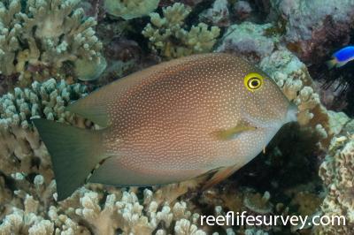 Striped-fin Tang - Ctenochaetus Marginatus