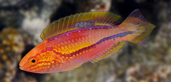 Pintail Fairy Wrasse - Cirrhilabrus isosceles