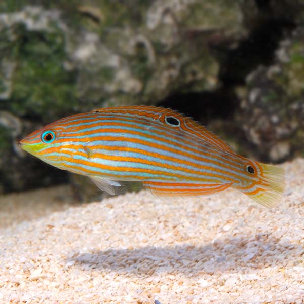 Melanurus Wrasse - Halichoeres melanurus