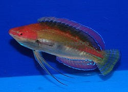 Temminck's Fairy Wrasse - Cirrhilabrus temminckii