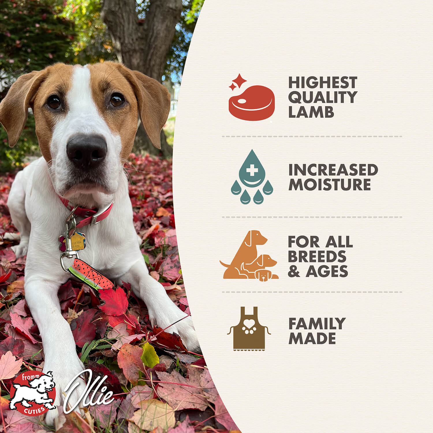 Fromm Lamb & Sweet Potato Pâté Wet Dog Food - 12.2oz