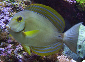 Dussumieri Tang - Acanthurus dussumieri