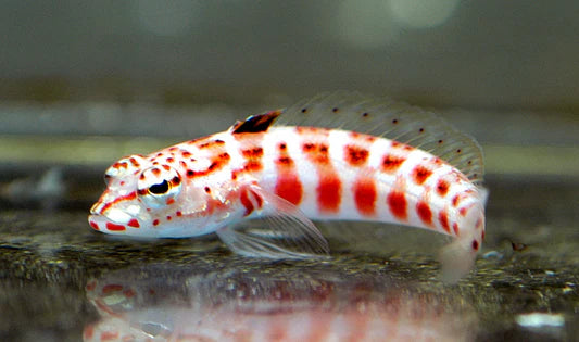 Red Lizard Blenny - Parapercis sp.