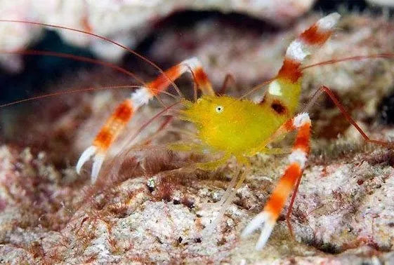 Golden Banded Coral Shrimp - Stenopus scutellatus