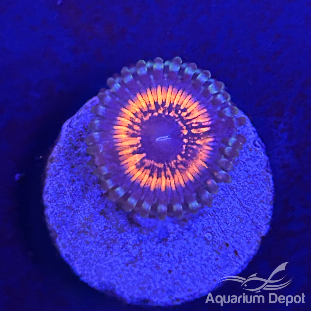 Armageddon Zoa 1-2 polyps(Zoanthus sp.)