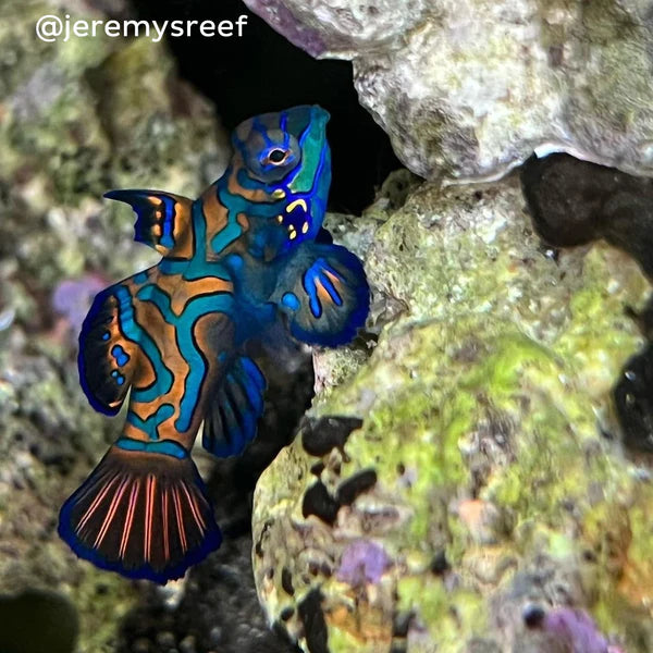 Blue Mandarin Fish - Synchiropus splendidus - Biota Captive Bred - Tiny (< 1")