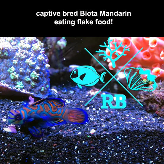 Blue Mandarin Fish - Synchiropus splendidus - Biota Captive Bred - Tiny (< 1")