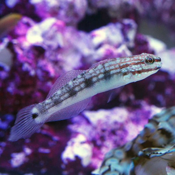 Buan Sleeper Sand Goby - Amblygobius buanensis - Biota Captive Bred