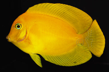 Chocolate Tang - Acanthurus pyroferus