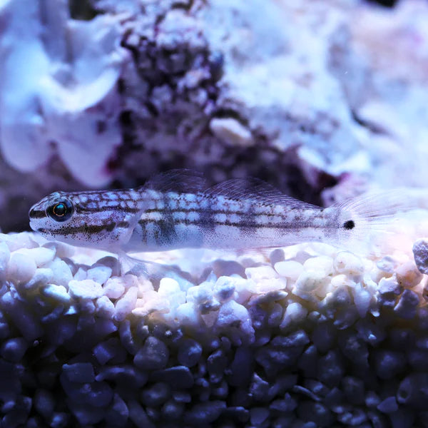 Buan Sleeper Sand Goby - Amblygobius buanensis - Biota Captive Bred