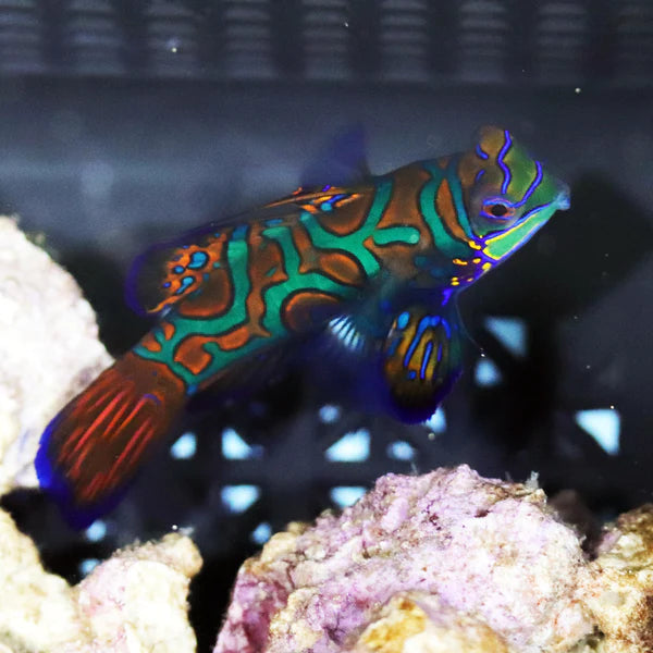 Blue Mandarin Fish - Synchiropus splendidus  - Biota Captive Bred - Tiny (< 1")