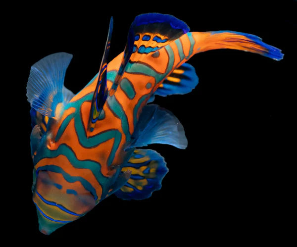 Blue Mandarin Fish - Synchiropus splendidus  - Biota Captive Bred - Tiny (< 1")