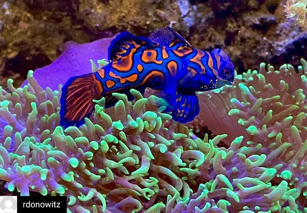 Blue Mandarin Fish - Synchiropus splendidus - Biota Captive Bred - Tiny (< 1")