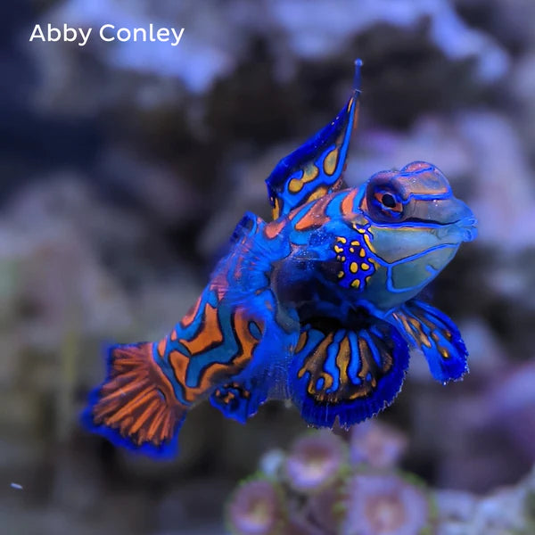 Blue Mandarin Fish - Synchiropus splendidus - Biota Captive Bred - Tiny (< 1")