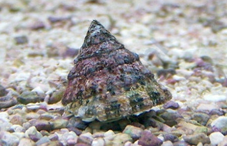 Astraea Turbo Snail - Astraea tecta